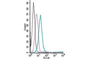 Cell surface detection of KCNQ1 by direct flow cytometry in live intact human  monocytic leukemia cells: + Rabbit IgG Isotype Control-FITC (ABIN7582044).