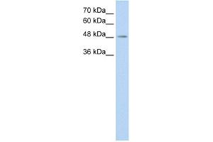 WB Suggested Anti-C9orf127 Antibody Titration:  0. (TMEM8B anticorps  (C-Term))