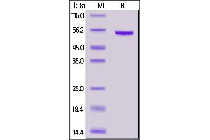 Cynomolgus CD73, His Tag on  under reducing (R) condition.