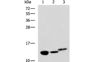 Western blot analysis of Rat kidney tissue Mouse liver tissue and Human fetal liver tissue lysates using RIDA Polyclonal Antibody at dilution of 1:600 (HRSP12 anticorps)