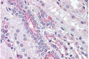 Anti-KCNE3 antibody  ABIN1048983 IHC staining of human kidney.