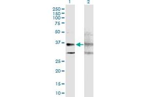 Western Blot analysis of GPRC5A expression in transfected 293T cell line by GPRC5A MaxPab polyclonal antibody. (GPRC5A anticorps  (AA 1-357))