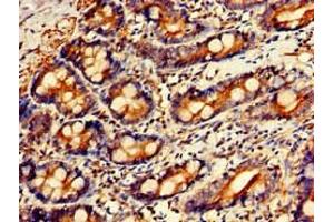 Immunohistochemistry of paraffin-embedded human small intestine tissue using ABIN7154264 at dilution of 1:100 (GPC1 anticorps  (AA 342-530))