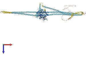 AlphaFold protein structure predicition of Human Recombinant KIF11 Protein, UniprotID P52732