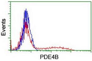 HEK293T cells transfected with either RC211956 overexpress plasmid (Red) or empty vector control plasmid (Blue) were immunostained by anti-PDE4B antibody (ABIN2454984), and then analyzed by flow cytometry. (PDE4B anticorps)