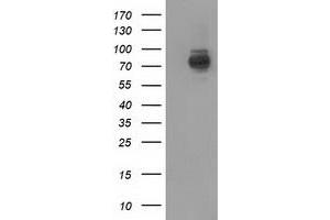 Image no. 1 for anti-phosphoinositide-3-Kinase Adaptor Protein 1 (PIK3AP1) antibody (ABIN1496829) (PIK3AP1 anticorps)