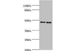 Western blot All lanes: Serpin H1 antibody at 2 μg/mL Lane 1: NIH/3T3 whole cell lysate Lane 2: A2780 whole cell lysate Secondary Goat polyclonal to rabbit IgG at 1/10000 dilution Predicted band size: 46 kDa Observed band size: 46 kDa (SERPINH1 anticorps  (AA 139-418))