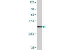 Western Blot detection against Immunogen (37 KDa) .