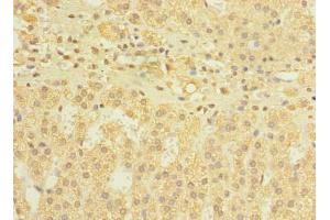 Immunohistochemistry of paraffin-embedded human adrenal gland tissue using ABIN7150013 at dilution of 1:100