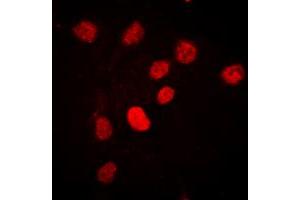 Immunofluorescent analysis of C/EBP beta (pT235) staining in HEK293T cells.