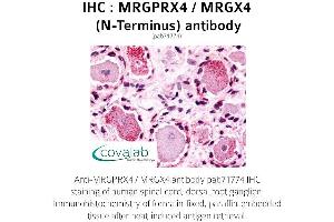 Image no. 1 for anti-MAS-Related GPR, Member X4 (MRGPRX4) (Extracellular Domain), (N-Term) antibody (ABIN1737080) (MRGPRX4 anticorps  (Extracellular Domain, N-Term))