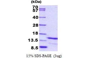 SDS-PAGE (SDS) image for Galanin (GAL) (AA 20-123) protein (His tag) (ABIN5852930)