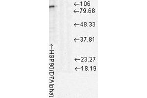 Western Blotting rat tissue lysates, 10ug 1 in 1000.