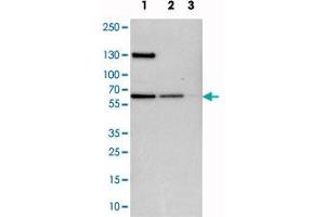 Western blot analysis of cell lysates with UPF3B polyclonal antibody  at 1:250-1:500 dilution. (UPF3B anticorps)
