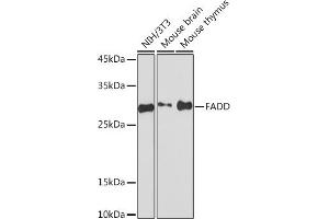 Western blot analysis of extracts of various cell lines, using FADD Rabbit mAb (ABIN7267135) at 1:1000 dilution.