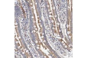 Immunohistochemical staining of human duodenum with PSMG3 polyclonal antibody  shows cytoplasmic positivity in glandular cells. (PSMG3 anticorps)