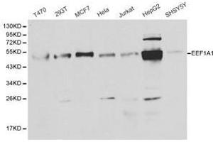 Western Blotting (WB) image for anti-Eukaryotic Translation Elongation Factor 1 alpha 1 (EEF1A1) antibody (ABIN1872428) (eEF1A1 anticorps)