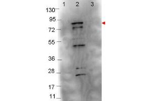 Image no. 1 for anti-Flagellin (FliC) antibody (ABIN1101555)