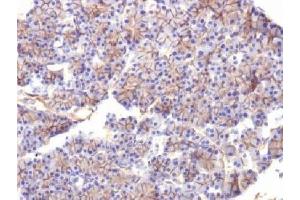 IHC testing of FFPE rat pancreas with Spectrin beta III antibody (clone SPTBN2/1584). (Spectrin, Beta, Non-erythrocytic 2 (SPTBN2) (AA 356-475) anticorps)