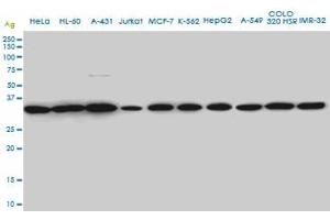 SUPT3H monoclonal antibody (M01A), clone 1A6 Western Blot analysis of SUPT3H expression in HeLa . (SUPT3H/SPT3 anticorps  (AA 1-328))