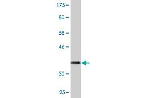 Western Blot detection against Immunogen (36.