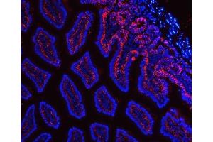 IF analysis of Tspan-8/Tspan8 using anti-Tspan-8/Tspan8 antibody (ABIN7599681).
