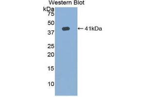 Western Blotting (WB) image for anti-Hemochromatosis Type 2 (Juvenile) (HFE2) (AA 41-386) antibody (ABIN1859169) (HFE2 anticorps  (AA 41-386))