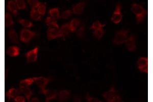 ABIN6274725 staining Hela by IF/ICC. (MRPL54 anticorps  (Internal Region))