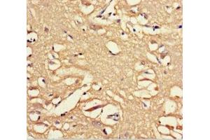 Immunohistochemistry of paraffin-embedded human brain tissue using ABIN7162243 at dilution of 1:100 (OPN5 anticorps  (AA 310-353))
