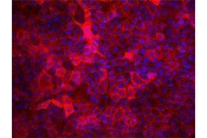 Immunofluorescence (IF) image for anti-CD9 (CD9) antibody (ABIN2664871) (CD9 anticorps)