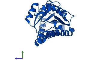 AlphaFold protein structure predicition of Mouse Recombinant Cbr4 Protein, UniprotID Q91VT4
