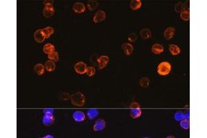 Immunofluorescence analysis of Jurkat cells using CD3E Antigen Polyclonal Antibody at dilution of 1:100. (CD3 epsilon anticorps)