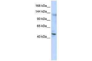 Western Blotting (WB) image for anti-Zinc Finger Protein 197 (ZNF197) antibody (ABIN2458344) (ZNF197 anticorps)