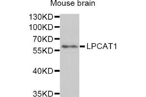 Western Blotting (WB) image for anti-Lysophosphatidylcholine Acyltransferase 1 (LPCAT1) antibody (ABIN1876240) (LPCAT1 anticorps)