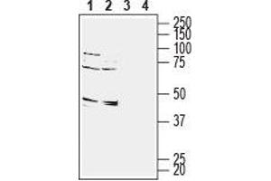 Western blot analysis of rat (lanes 1 and 3) and mouse (lanes 2 and 4) brain membranes: - 1,2.