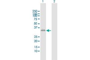 Western Blot analysis of CER1 expression in transfected 293T cell line by CER1 MaxPab polyclonal antibody. (CER1 anticorps  (AA 1-267))