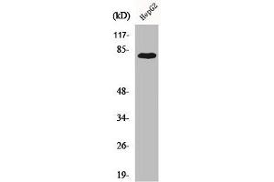 Western Blot analysis of 293 cells using Adducin γ Polyclonal Antibody