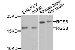 Western blot analysis of extracts of various cells, using RGS8 antibody.