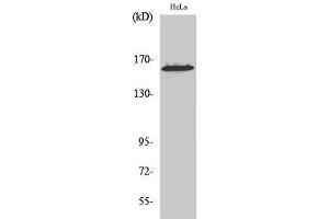 Western Blotting (WB) image for anti-Zinc Finger Protein 608 (ZNF608) (C-Term) antibody (ABIN3187563) (ZNF608 anticorps  (C-Term))