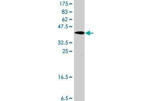 Western Blot detection against Immunogen (39.