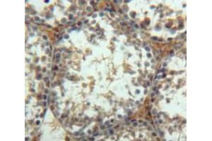 Used in DAB staining on fromalin fixed paraffin-embedded Testis tissue (Insulin Like Protein 3 (AA 63-129) anticorps)