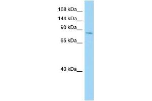 Host: Rabbit Target Name: CDH26 Sample Type: COLO205 Whole Cell lysates Antibody Dilution: 1.