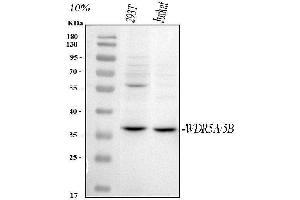Western blot analysis of WDR5 using anti-WDR5 antibody (ABIN7600903).