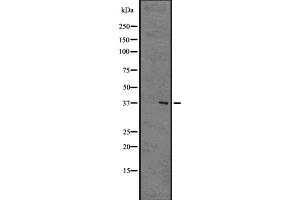 Western blot analysis of GPR8 Antibody expression in Human brain tissue lysates.