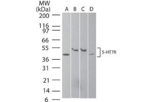 Serotonin Receptor 7 Western Blot. (HTR7 anticorps  (N-Term))