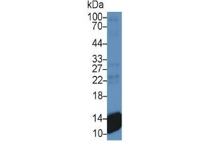 Mouse Detection antibody from the kit in WB with Positive Control: Sample Human Platelet lysate. (CXCL7 Kit ELISA)