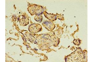 Immunohistochemistry of paraffin-embedded human placenta tissue using ABIN7145885 at dilution of 1:100 (BTN3A1 anticorps  (AA 30-254))