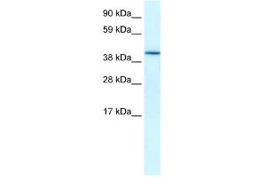 WB Suggested Anti-HIF1AN Antibody Titration:  0.