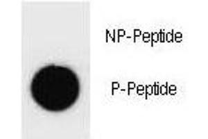 Dot blot analysis of phospho-Kit antibody.