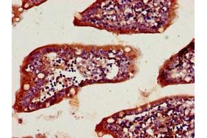 Immunohistochemistry of paraffin-embedded human small intestine tissue using ABIN7157208 at dilution of 1:100 (Kallikrein 2 anticorps  (AA 25-261))